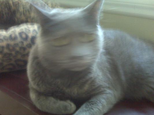 i love this pic > my  cat shook her head while i was snappin photo