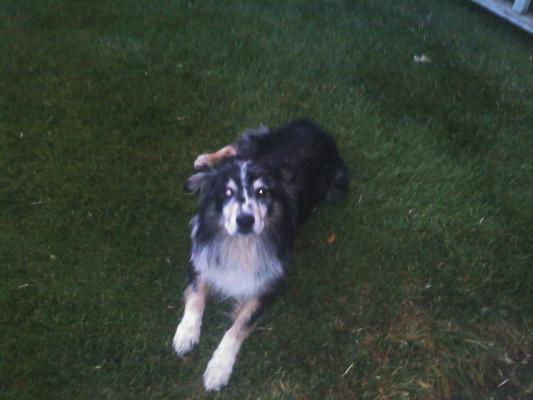 I miss my old man doggy :(
