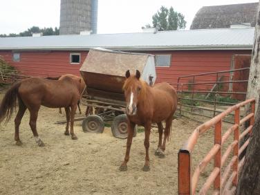 I named this one SpitFire.  Gosh! Never saw a horse with such a grumpy attitude towards the rest of the herd!
