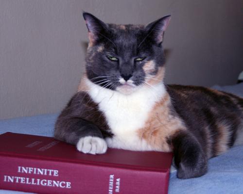 Infinite Intelligence, with whiskers.