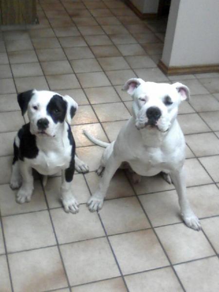It took me 20 mins and 15 doggie treats to get them to finally sit down long enough to take this pic.