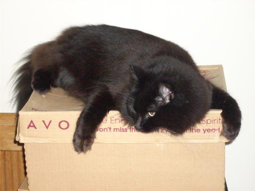 Izzy guarding her favorite box.