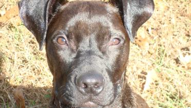 Jack