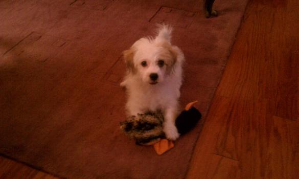 Jackson Ducky