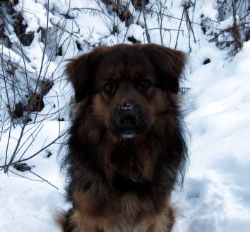 jedinsnow