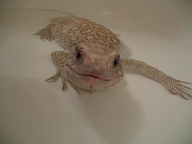 Jerry the savannah monitor and lizard king. Rescued from horrible neglect. I adopted him from my favorite reptile rescue shelter.