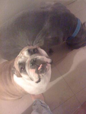 Joey and Princess