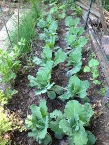 June 2013 cabbage