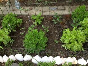 June 2013   lettuce