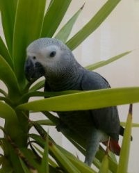 Kako-Our Congo Grey. snappy dancer and smart as a whip