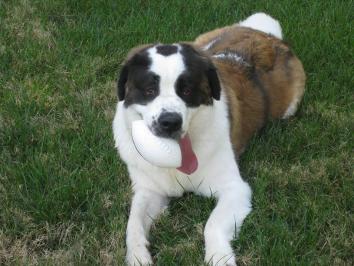 Kaylee with a football.  Love that tongue!