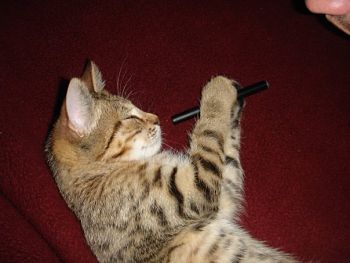 kitty