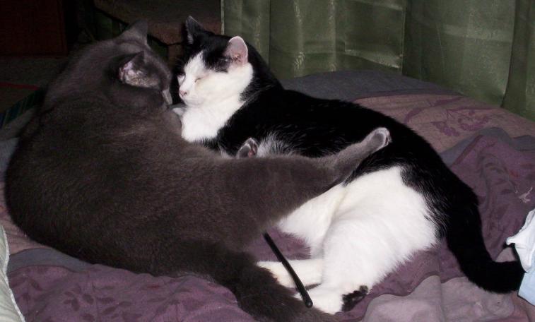 kittycuddle