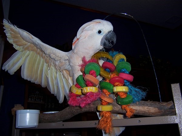 Kiwi-My first bird, I's short and always go for the biggest things. Should have gotten a finch.  He is large bird for his breed and an alpha male with a capital "A".