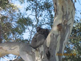 koala
