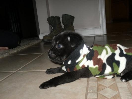Kuma in Camo, just like his daddy.