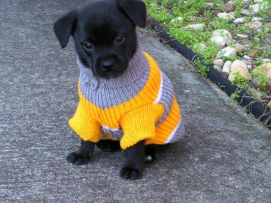 Kuma in his ugly Christmas sweater...we had to get something that was easy to spot at night when we took him out to potty.
