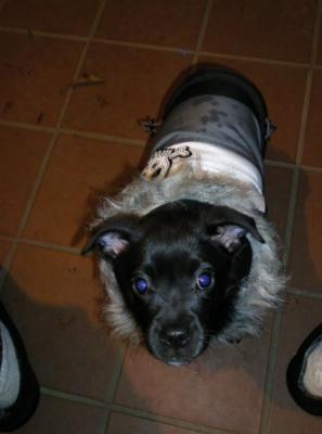 Kuma in his winter coat