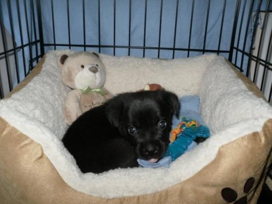 Kuma when he was just a lil' guy.