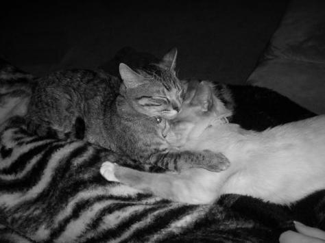 Lacey and Fancy cuddling