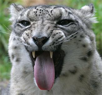 leopard 2