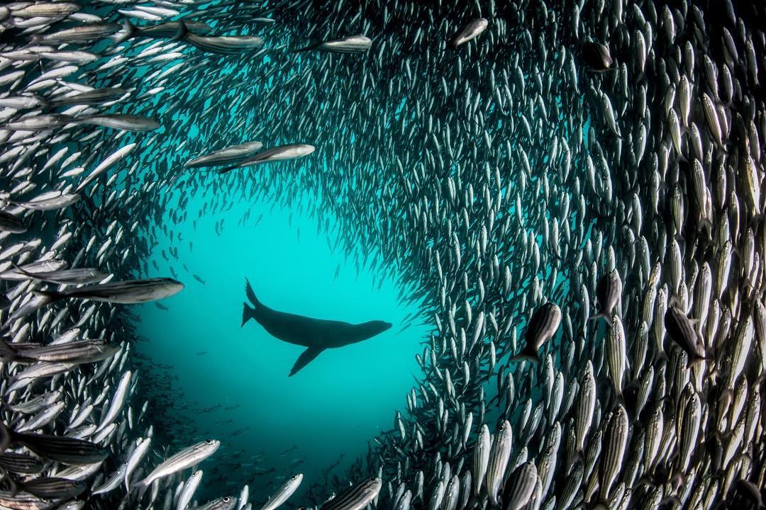 Life Under The Sea
