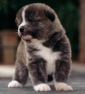 lil "Koda"
