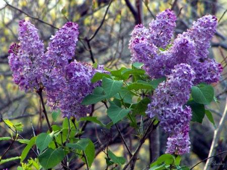 lilacs