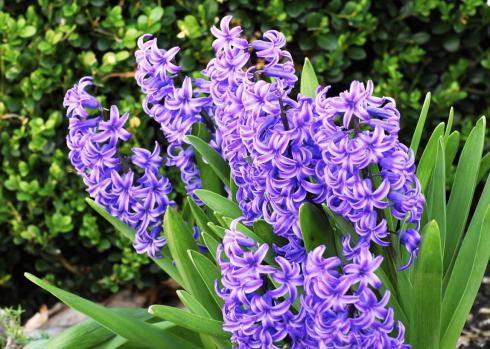 lilacs2