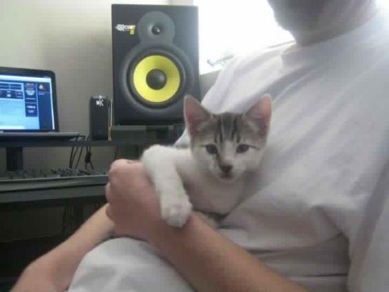 little beeker's chilling with me in the studio