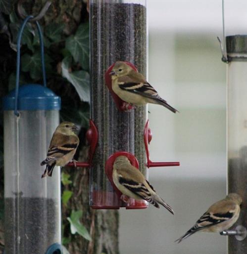 LittleBirds
