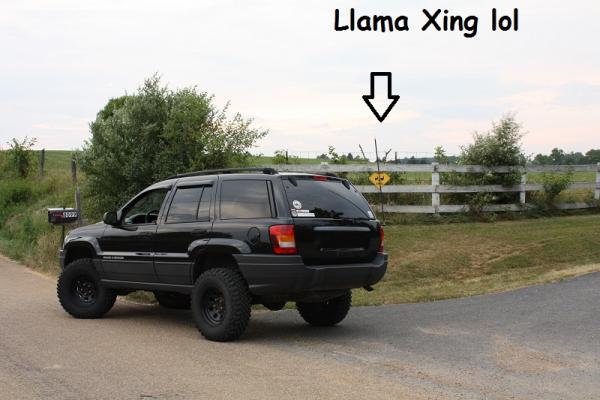 llamacrossing
