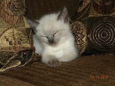 Lola 015