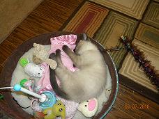 Lola tuckered out