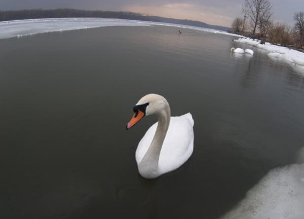 lone swan wide angle