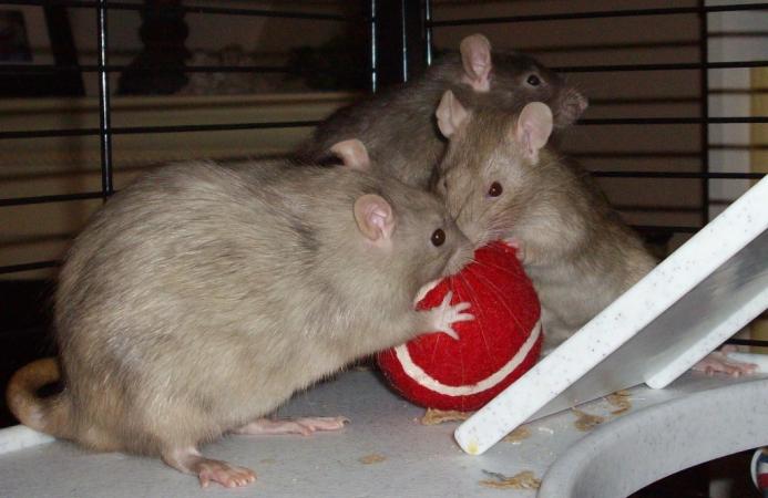 Look! It's a BALL! Let's BITE it!