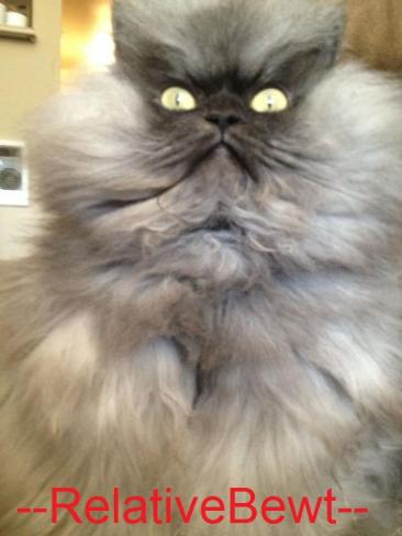 ...... looking cat 20