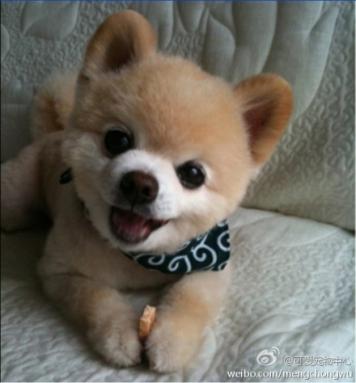 Lovely dog