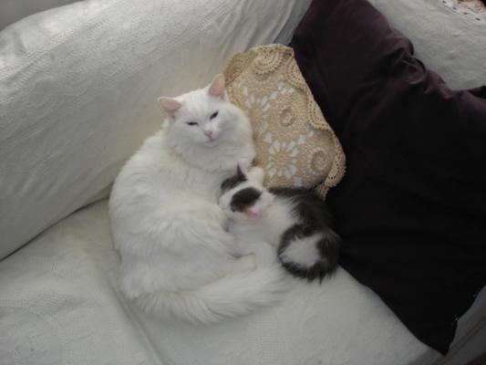 Lucretia and Nicholai