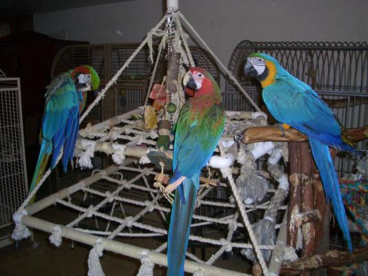Macaws at play3