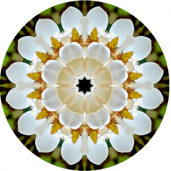 magnolia mandala