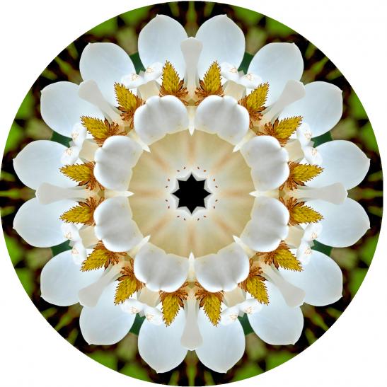 magnolia mandala