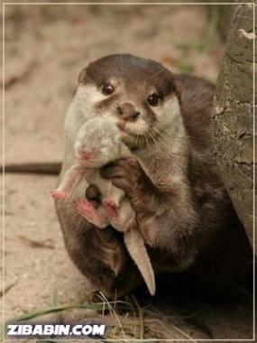 mama and baby Otter