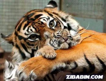 mama and baby Tiger