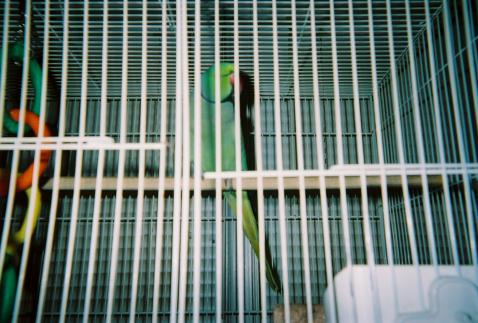 Mango, mommies Indian Ring Neck. Can sing snatches of Kool's, "Get down tonight." Also says his name and Watch cha doin doin doin.