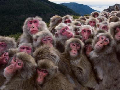 many monkeys