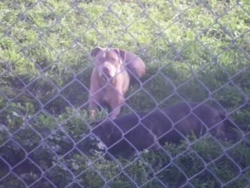 Maya and Rhino