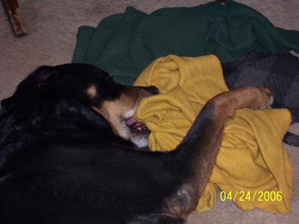 Maya loved having a mouth full of her blankets!