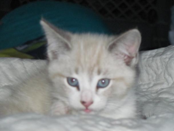 mazy the mouse kitty