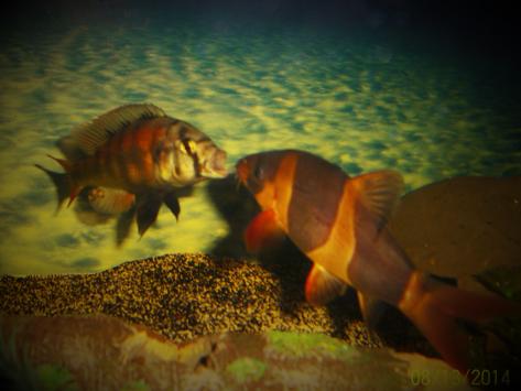 Mean Clown Loach!